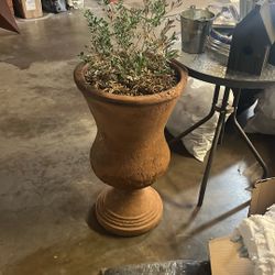 Out Door Pot With Olive Plant 