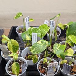 Monstera Electrolyte