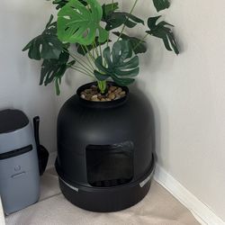 Cat Litter Plant