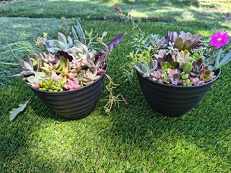 Succulent arrangement