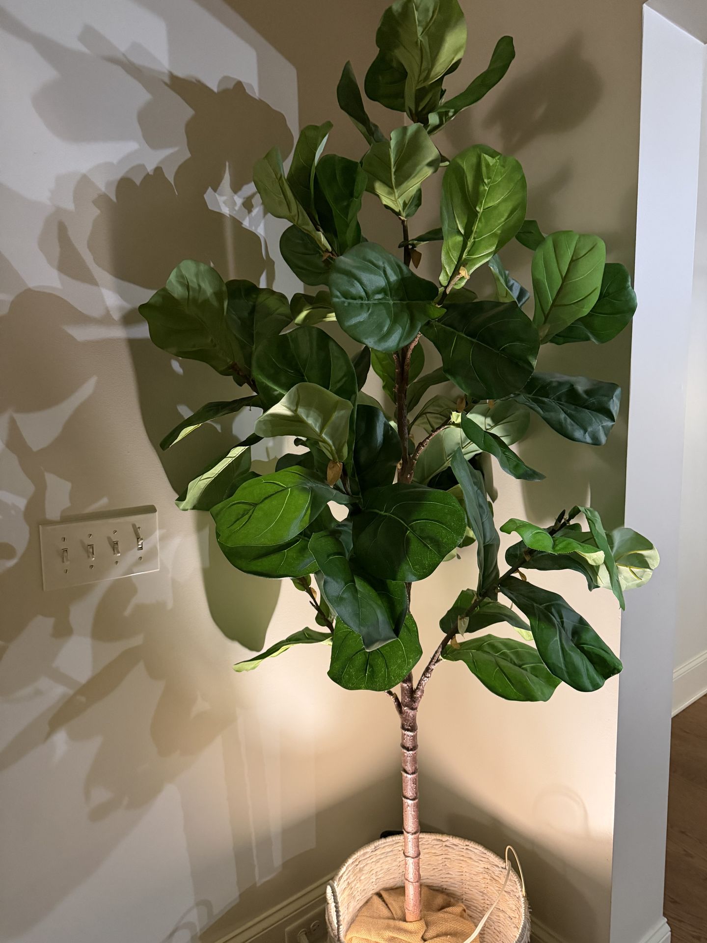 6FT tall nice Artificial Fiddle Fig Leaf Plant