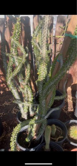 Okotillo plant