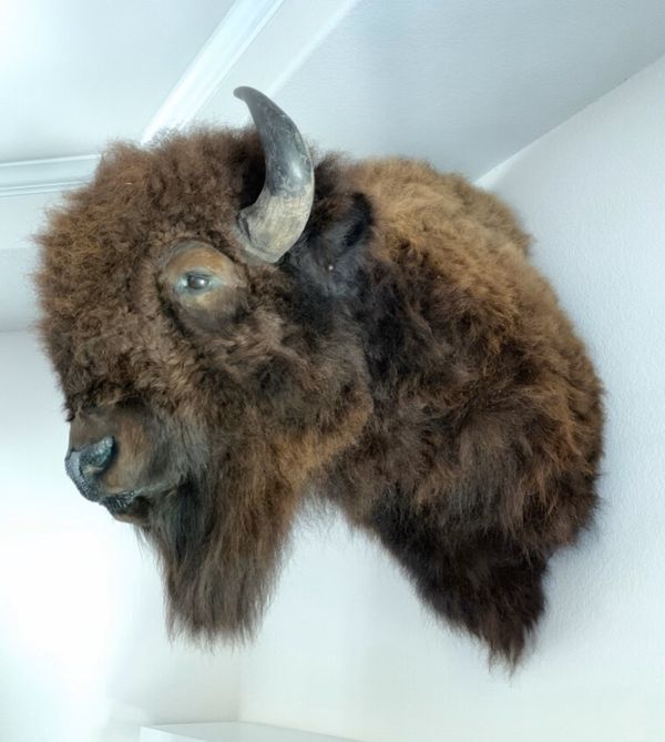 Trophy American Bison Buffalo Shoulder Mount Taxidermy for Sale in