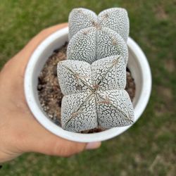 Astrophytum Onzuka V Type Seed Grown Cactus Plant 