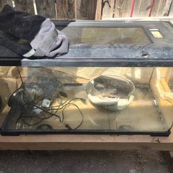 Lizard habitat 