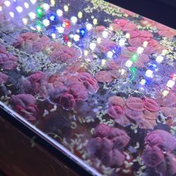 Free, red rooter and duckweed
