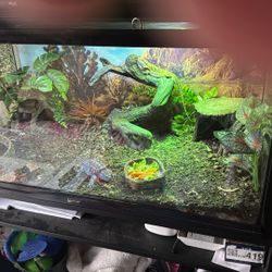 Bearded Dragon Set Up