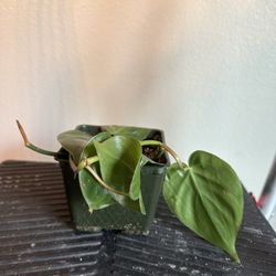 Pothos brazil  