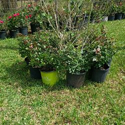 Knock out roses