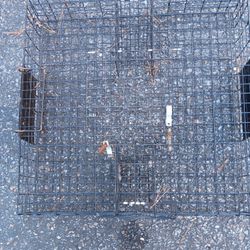 Humane Trap  Great Trap