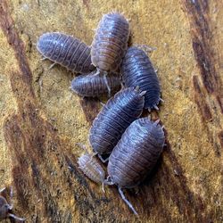 Giant Canyon Isopods 10ct