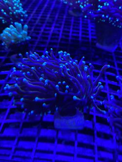 Toy Torch Coral