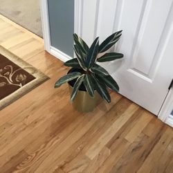 Plant