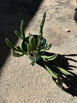 Cactus