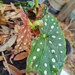 Begonia Angel Wing Plant