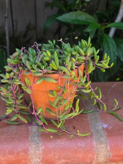 Suculent Platanillo Plant