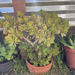 Jade Succulent Plant In Terracotta Pot