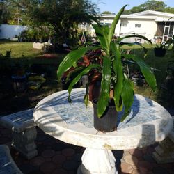 1Ft Dracaena plant $4.00