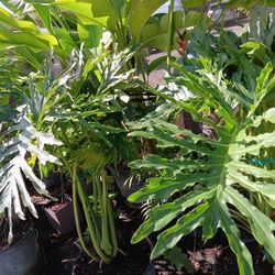 Beautiful Philodendron plants 15gl $85🏡💚
