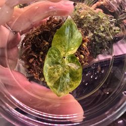 Alocasia Blizzard Corm