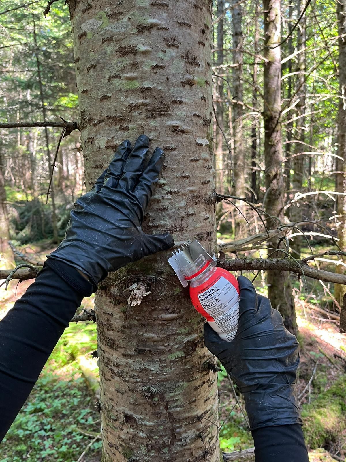 The Ultimate Pikwe Canada Fir Gum Harvesting Tool: Your Essential Outdoor Picoué
