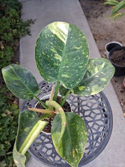 Variegated Philodendron GREEN CONGO Plant $28