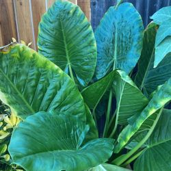 New Guinea Shields Plant