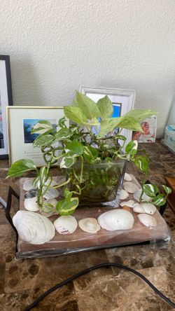 Cuttings and plant arrangements