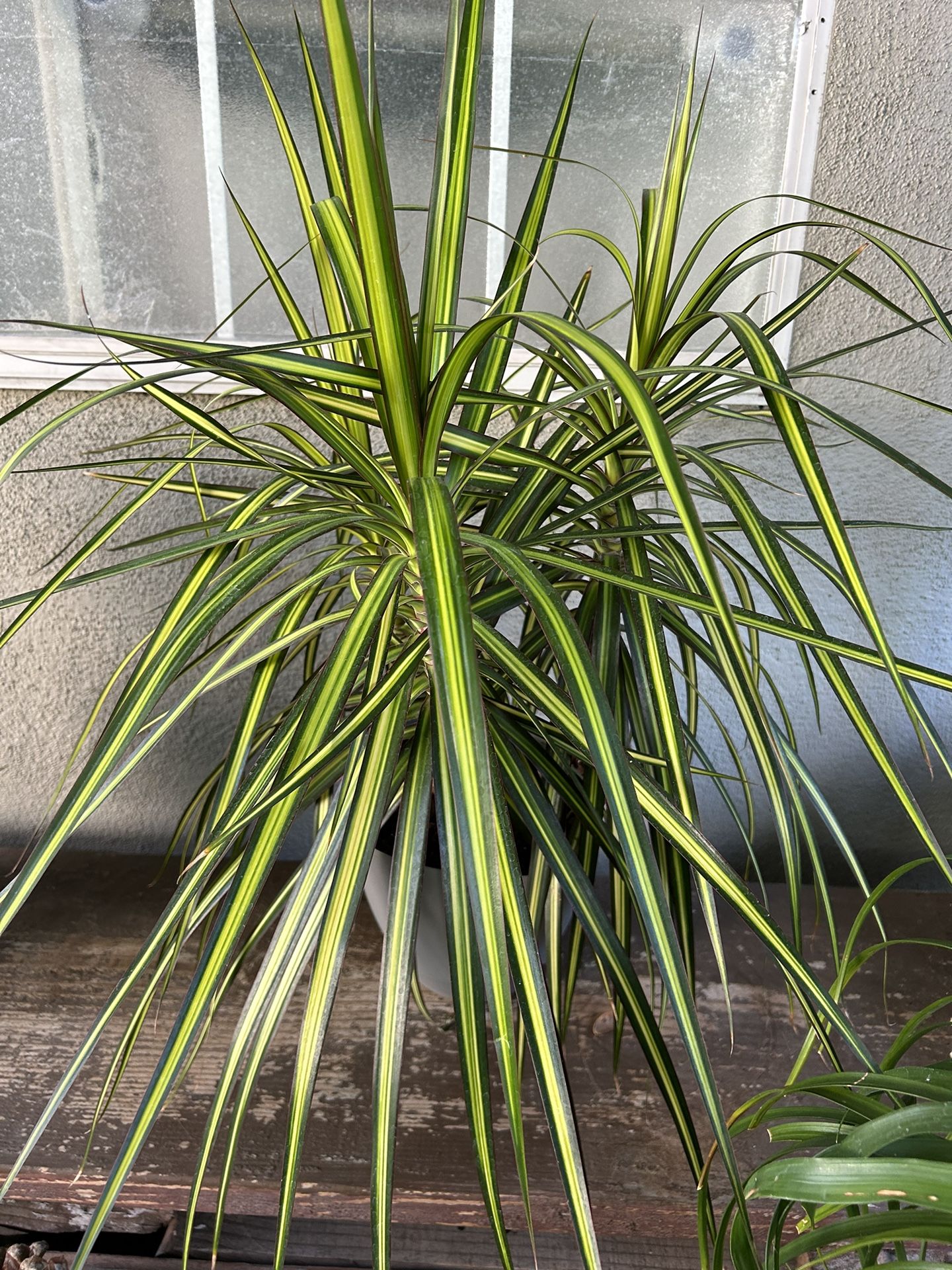 Plants Indoor $30 Each