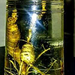 80+ Year Old American Ginseng.(Wild Panax Ginseng)
