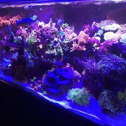 Various FAKE Aquarium Decorations