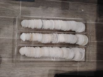 Seashells
