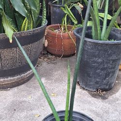 Sansevieria Erythraeae,sanseveria,snake Plant,rare Snake Plant.