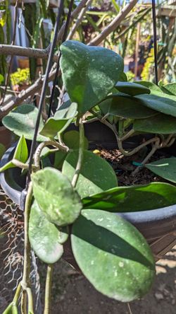 Hoya Obovata Plant. Big Plant.