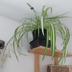 Variegated Spider plant Houseplant Organicaly Grown