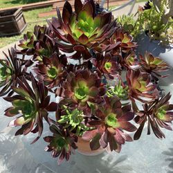 Beautiful Big Plants 