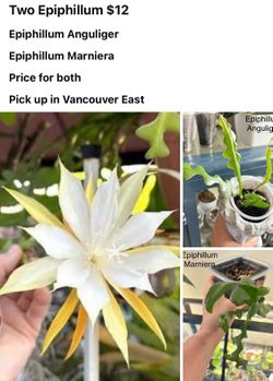 Two indoor plants- one price