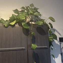 Living plants for sale- various sizes and prices, selling all, includes pottery