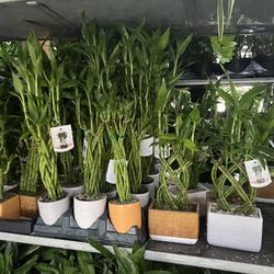 Lucky Bamboo In Ceramic Pot. SPECIAL PRICE 🤩