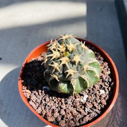 Rare Grafted Gymnocalycium spegazzinii var. unguispinum