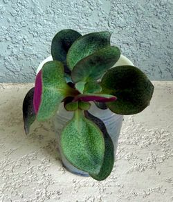 Crassula  multicava  plant