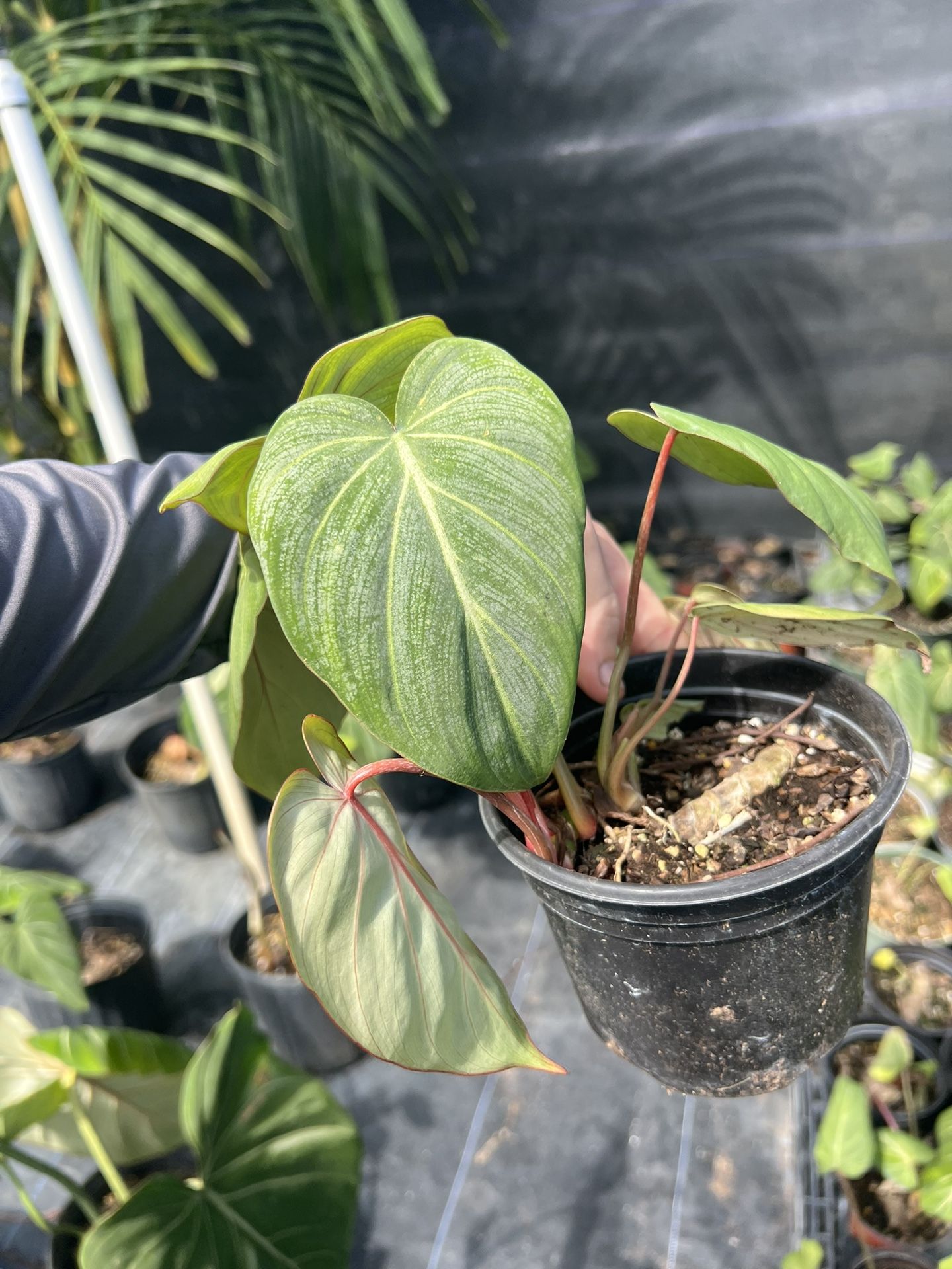 Philodendron Glorisum