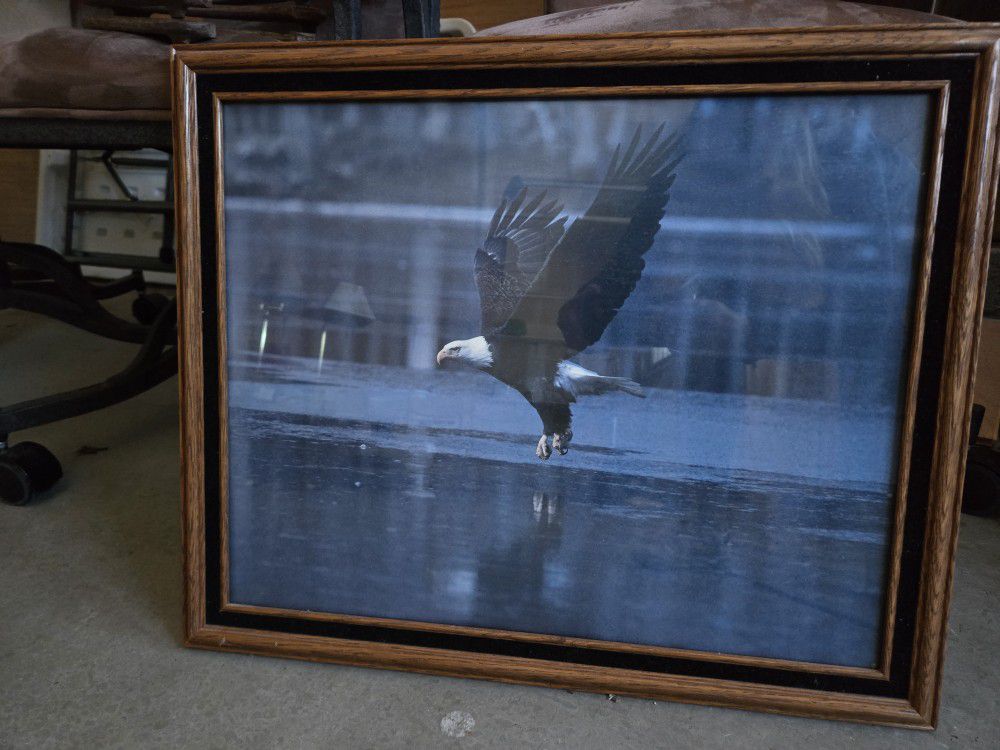 Eagle Over Water Framed Art