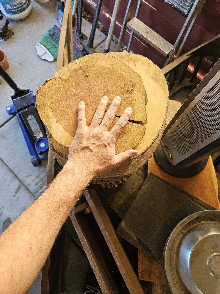 Beautiful Wood Slices 