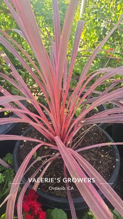 Cordyline banksii