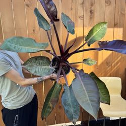 Philodendron Sun Red