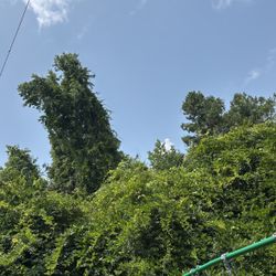 Look To Hire Someone For Tree Climbing 