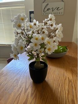 Decoration-plant