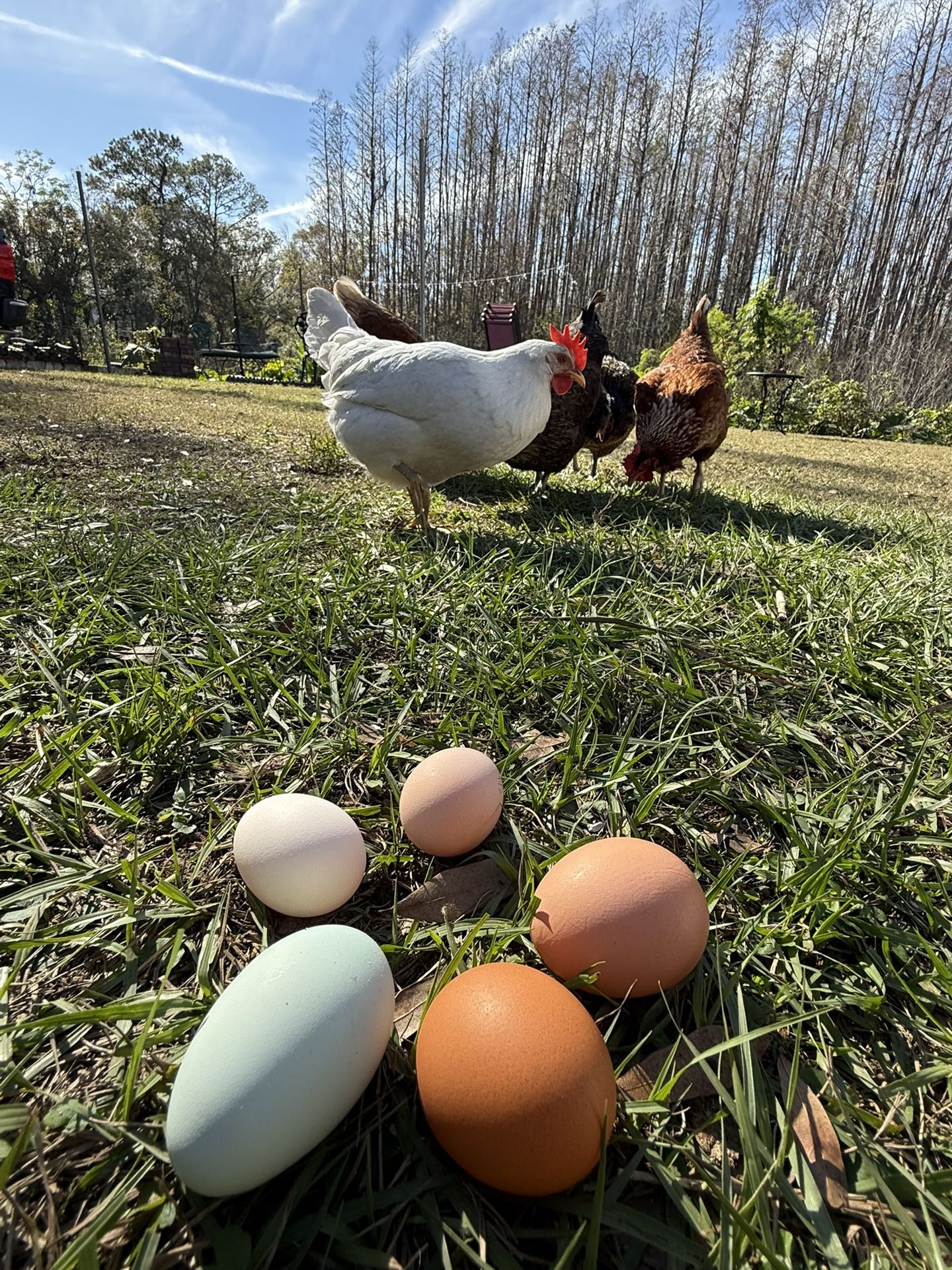 Fresh Chicken Eggs