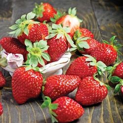 Strawberry Plants 🪴 In 4" Plantas De  Fresa En 4" 